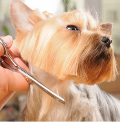 Becoming the Best Dog Groomer: Insider Tips and Tricks